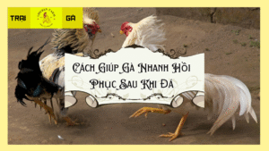 Cách giúp gà nhanh hồi phục sau khi đá