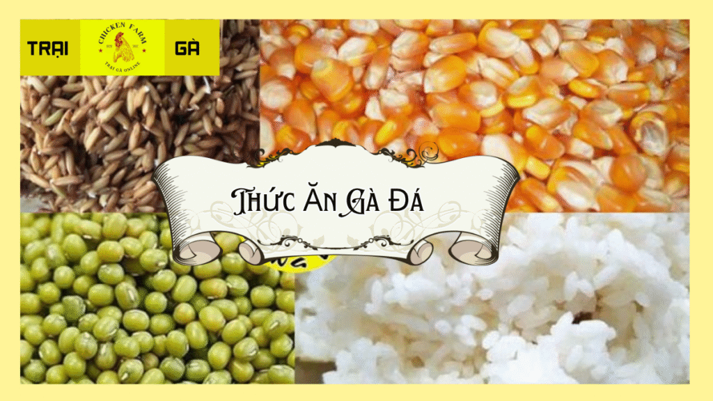 Thức ăn gà đá