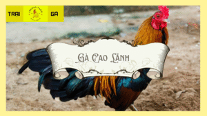 Gà cao lãnh