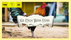 Gà chọi Bình Định