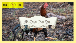 Gà chọi Thái Lan