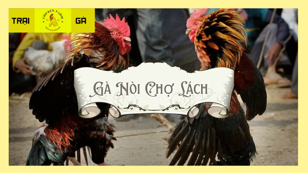 Gà nòi chợ Lách