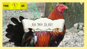 Gà nòi là gì?