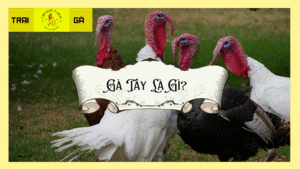 Gà Tây Là Gì?