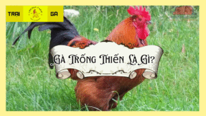 Gà Trống Thiến là gì?