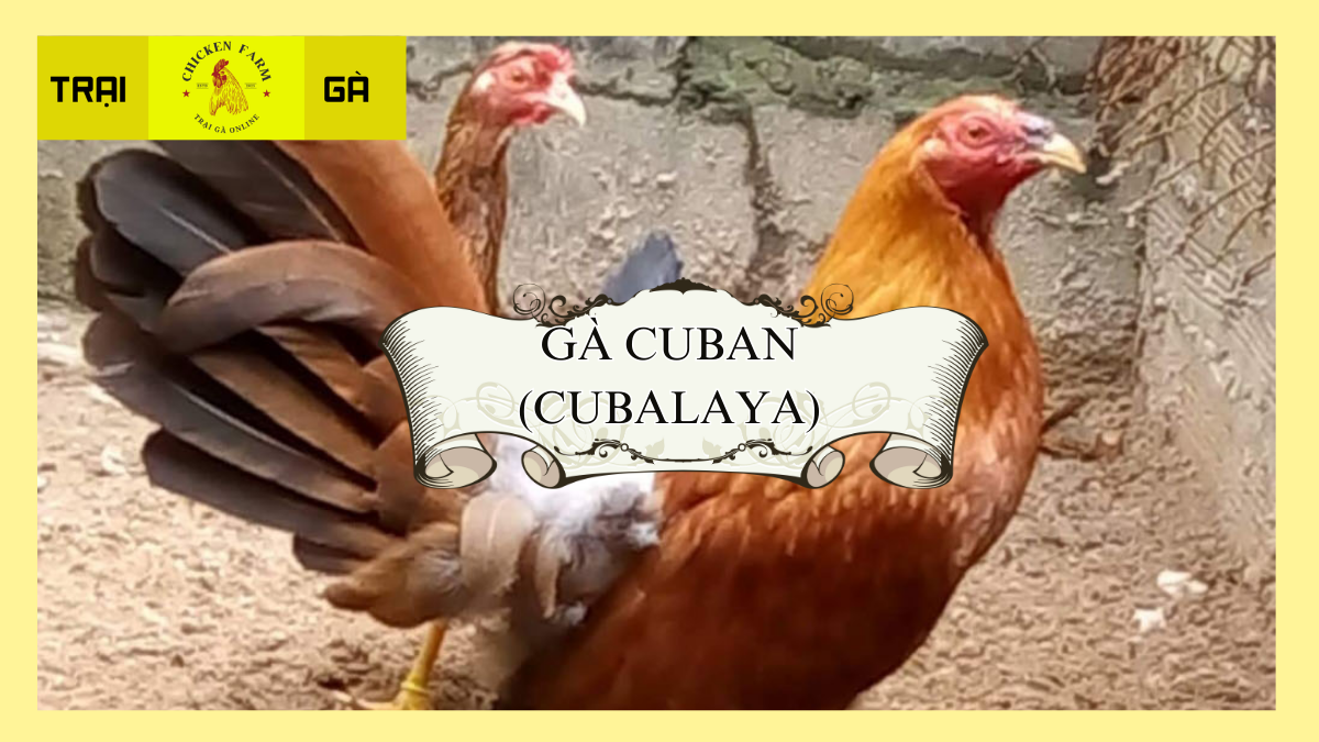 Gà Cuban