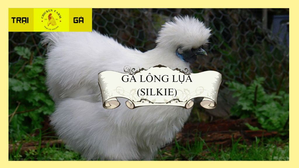 Gà Lông Lụa