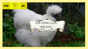 Gà Lông Lụa