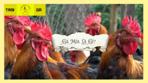 Gà Mía