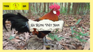 Gà rừng Việt Nam