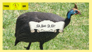 Gà sao