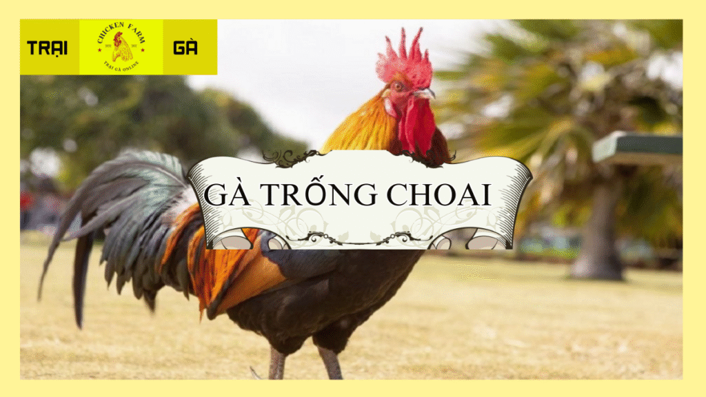 Gà Trống Choai Là Gì?
