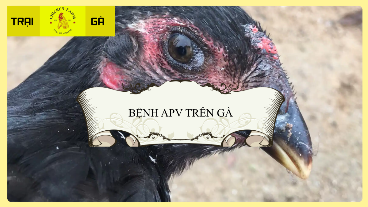 Bệnh APV Trên Gà Là Gì?