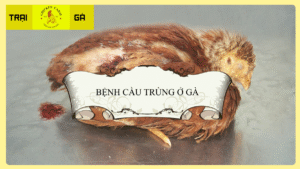 Định Nghĩa Bệnh Cầu Trùng Ở Gà