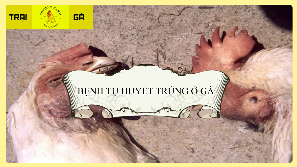 Bệnh Tụ Huyết Trùng Ở Gà Là Gì?