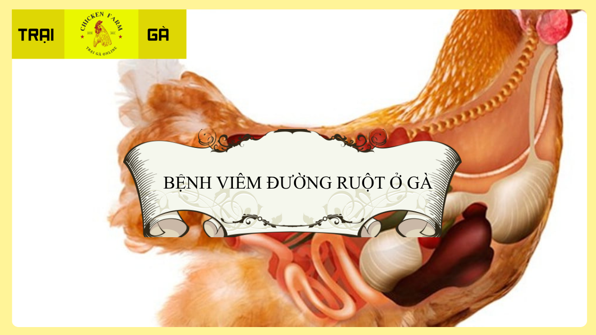 Tổng Quan Về Bệnh Viêm Đường Ruột Ở Gà