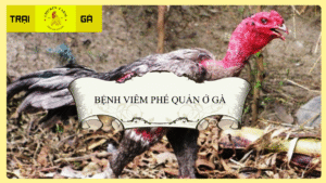 Bệnh viêm phế quản ở gà