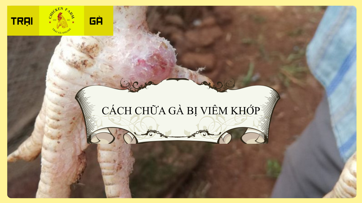 Bệnh Viêm Khớp Ở Gà