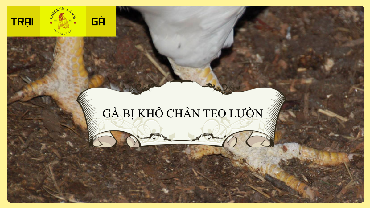 Gà Bị Khô Chân Teo Lườn