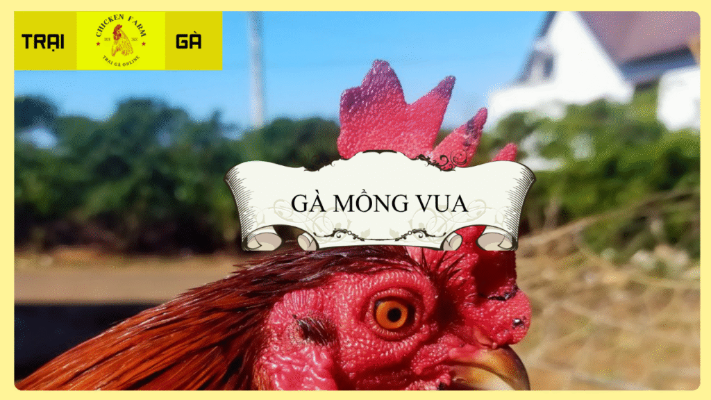 Gà Mồng Vua Là Gì?