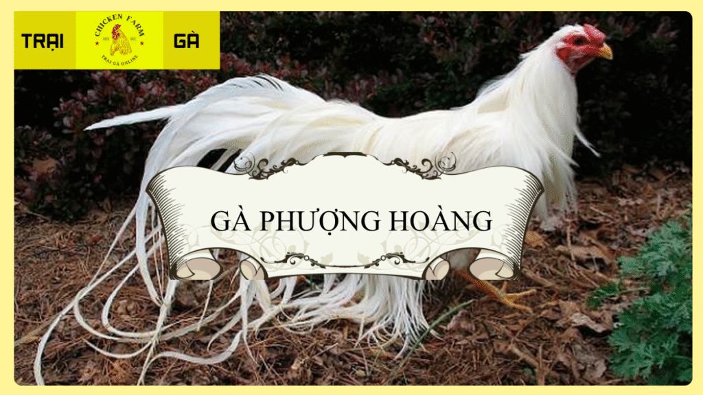 Gà Phượng Hoàng Là Gì?
