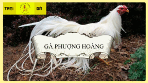 Gà Phượng Hoàng Là Gì?