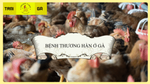 Bệnh Thương Hàn Ở Gà Là Gì?